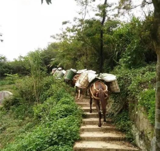 梅州山区马帮运输