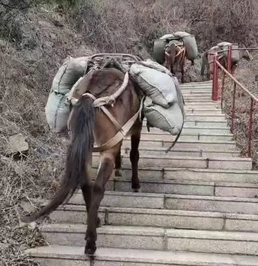梅州骡马运输