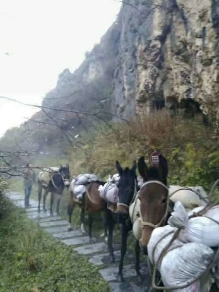 梅州骡子运输队